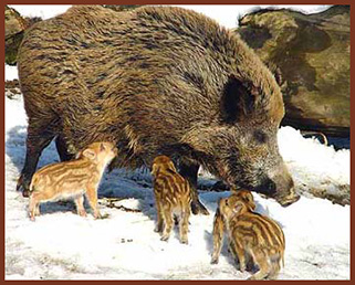 boar snow