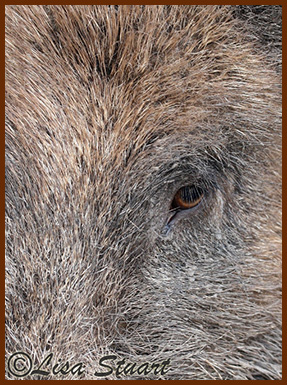 boar