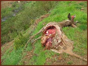 deer wolf kill