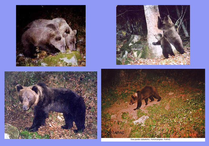 fapas camera trap
