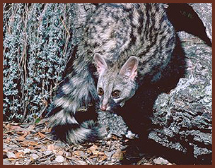 genet mma