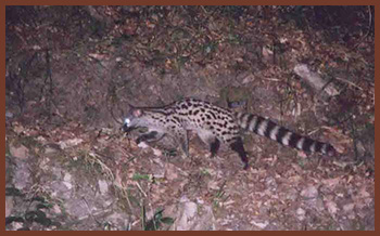 gineta fapas