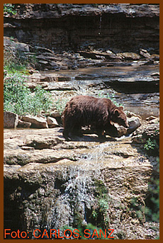 sanz bear river