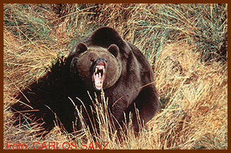 sanz bear threatened