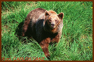 sanz bear watching