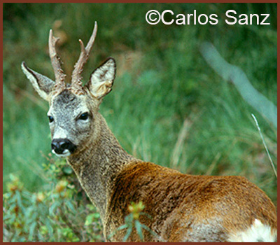 sanz corzo