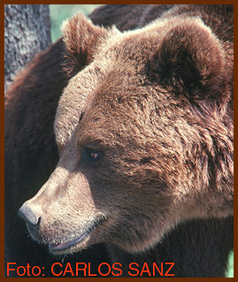 sanz oso cabeza