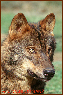 sanz wolf head