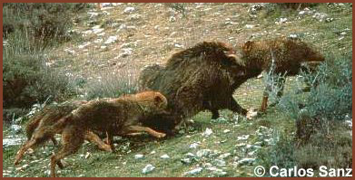 sanz wolves boar