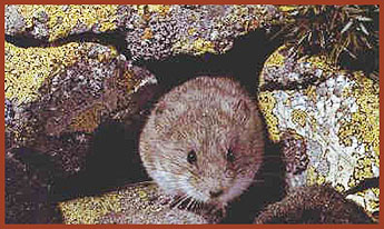 snow vole 2
