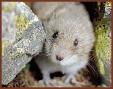 snow vole mma