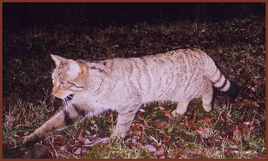 wildcat fapas