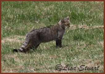 wildcat