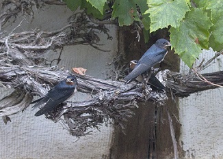 swallow fledglings swallow fledglings